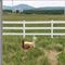 Populer 3 Rail 1.5m Welded Wire Horse Fence Pvc Farm Vinyl Impact Resistance