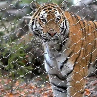 Mesh Tali Kawat Logam Knoted Untuk Desain Arsitektur Jaringan Keamanan
