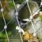 316 Material Animal Enclosure Stainless Steel Wire Rope Mesh untuk Kebun Binatang