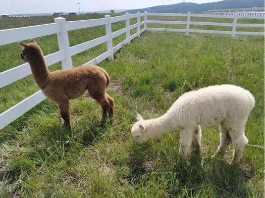 Fencing kuda ranch berlapis PVC putih Tinggi 1,2 - 1,5 m