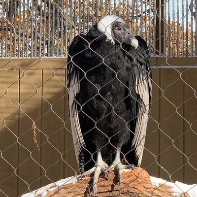 Diamond Fleksibel Stainless Steel Wire Rope Cable Mesh Zoo Mesh