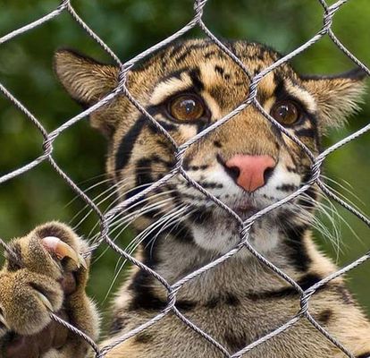 Rope Steel Wire Mesh 304/316 untuk Zoo Enclosures