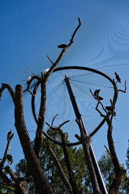 Jaring Kawat Baja Tahan Karat Tenun Tangan Dekoratif dengan Diameter Kawat 1.5mm/2mm/2.5mm dan Bukaan Jaring 25*25mm/30*30mm/50*50mm untuk Jaring Aviari dan Jaring Kebun Binatang