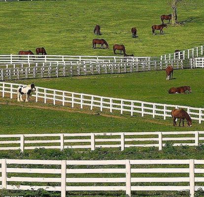 Anti Climb Welded Wire Mesh Fence No Rot 4 Rails Post Dan Rail White Pvc Untuk Peternakan Kuda