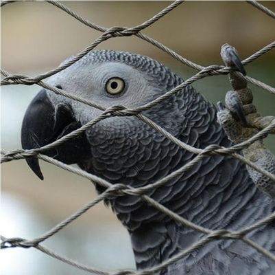 High Strength Knotted Stainless Steel Rope Wire Mesh Untuk Zoo Enclosure
